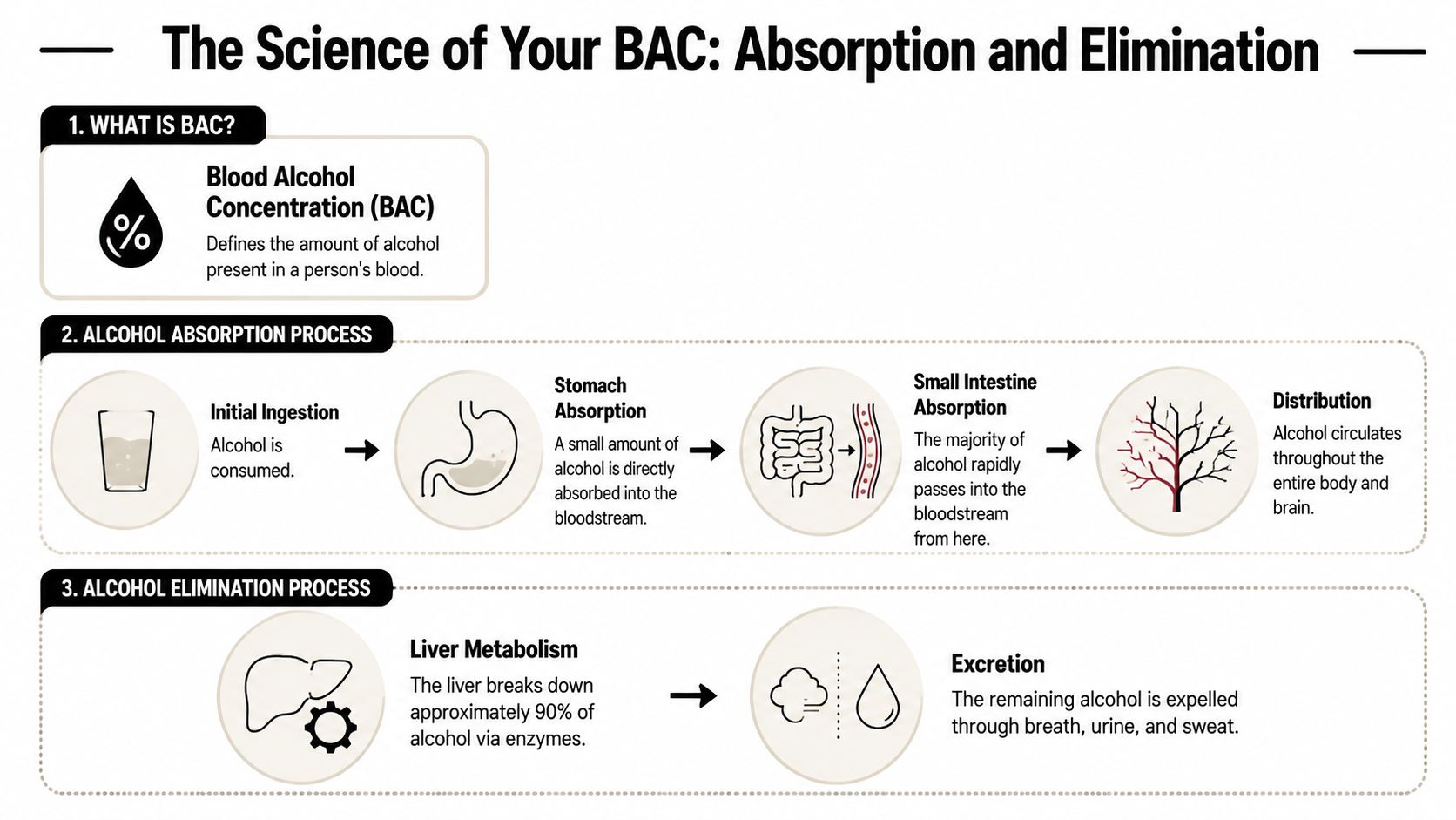 An infographic detailing the biological processes of how alcohol is absorbed into the bloodstream and eliminated by the body.